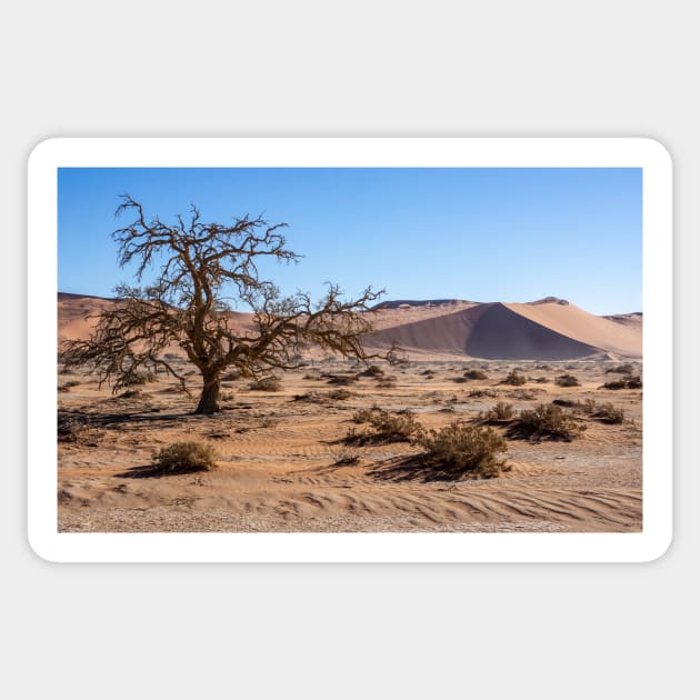 Acacia tree in the desert. Sticker by sma1050